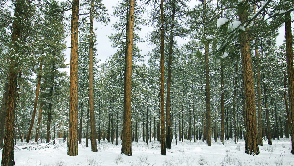Ponderosa Pine Deschutes Forest