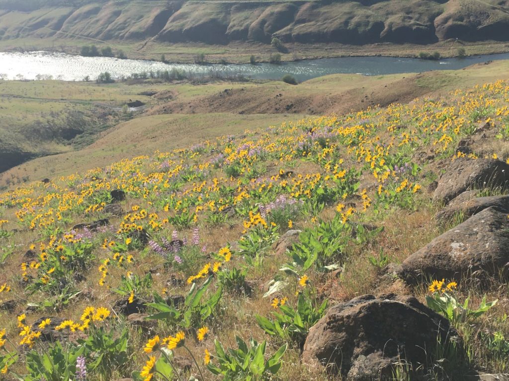 Wildflower Walks And Hikes That Showcase Oregons Unique Beauty