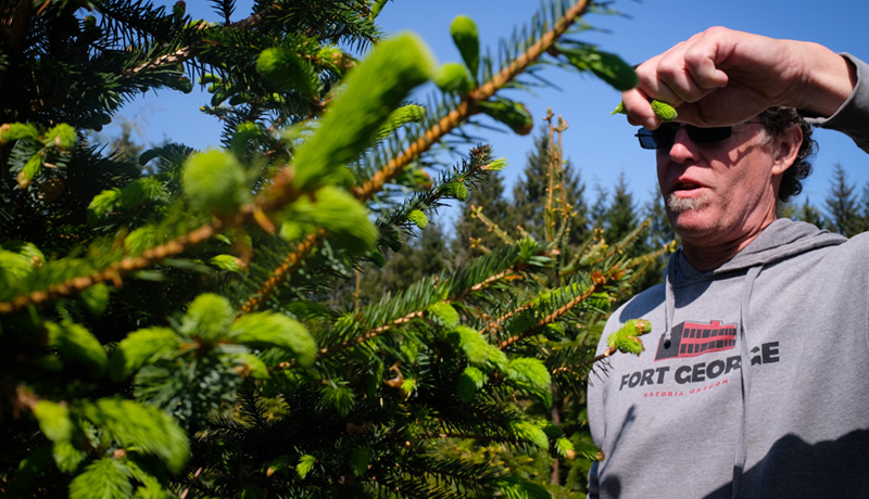 Spruce bud picking for beer