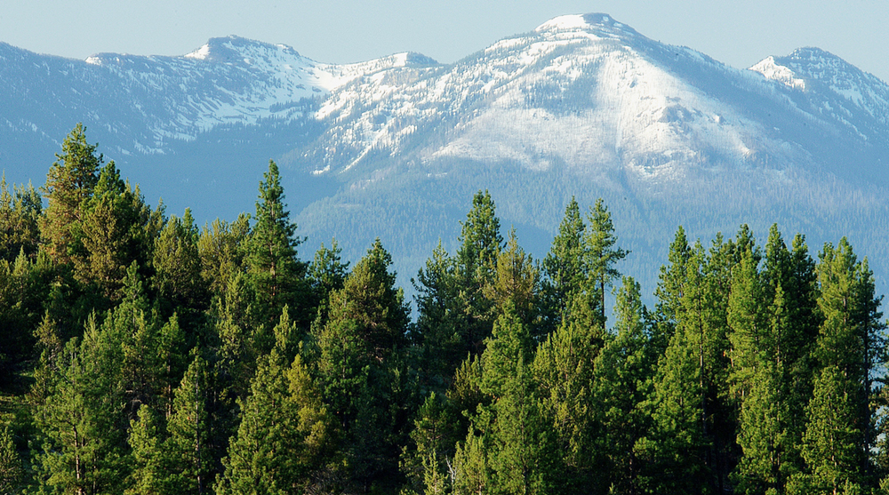 Strawberry Mountain surrounded by pines